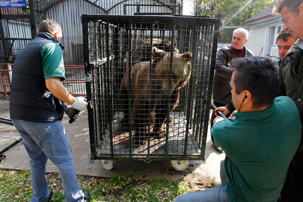 قصة مصورة : انقاذ دبين من حديقة حيوانات رومانية انعدمت فيها معايير السلامة