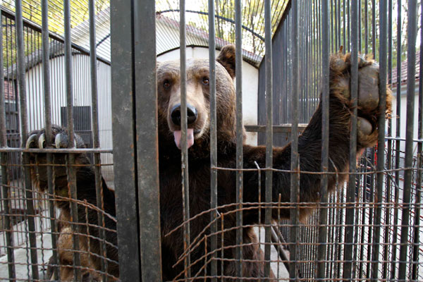 قصة مصورة : انقاذ دبين من حديقة حيوانات رومانية انعدمت فيها معايير السلامة