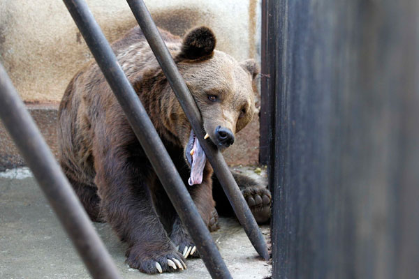 قصة مصورة : انقاذ دبين من حديقة حيوانات رومانية انعدمت فيها معايير السلامة