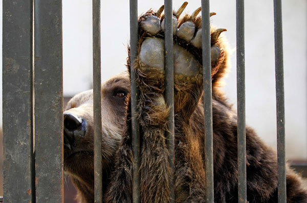 قصة مصورة : انقاذ دبين من حديقة حيوانات رومانية انعدمت فيها معايير السلامة