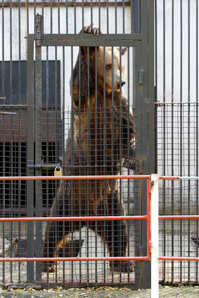 قصة مصورة : انقاذ دبين من حديقة حيوانات رومانية انعدمت فيها معايير السلامة