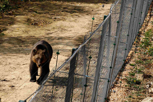 قصة مصورة : انقاذ دبين من حديقة حيوانات رومانية انعدمت فيها معايير السلامة