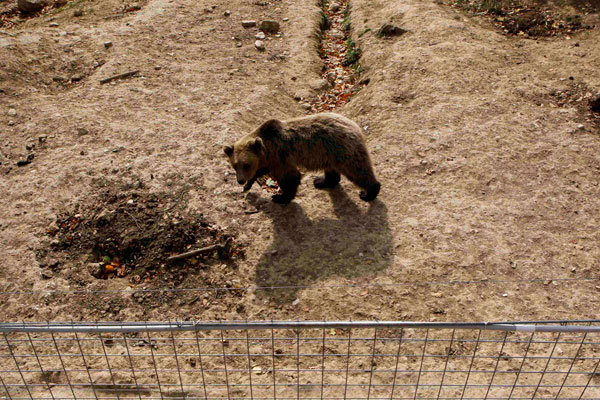 قصة مصورة : انقاذ دبين من حديقة حيوانات رومانية انعدمت فيها معايير السلامة