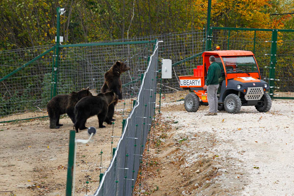 قصة مصورة : انقاذ دبين من حديقة حيوانات رومانية انعدمت فيها معايير السلامة