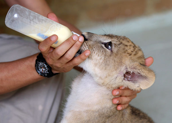 قصة مصورة : عامل حديقة يرضع شبلا صغيرا في حديقة حيوانات كولومبية
