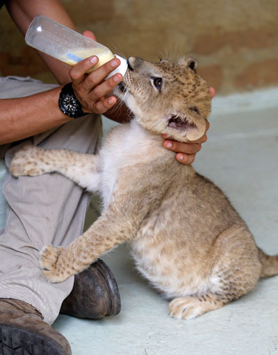 قصة مصورة : عامل حديقة يرضع شبلا صغيرا في حديقة حيوانات كولومبية