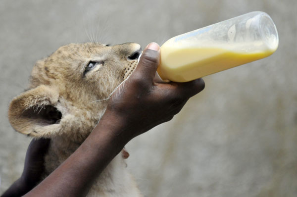 قصة مصورة : عامل حديقة يرضع شبلا صغيرا في حديقة حيوانات كولومبية