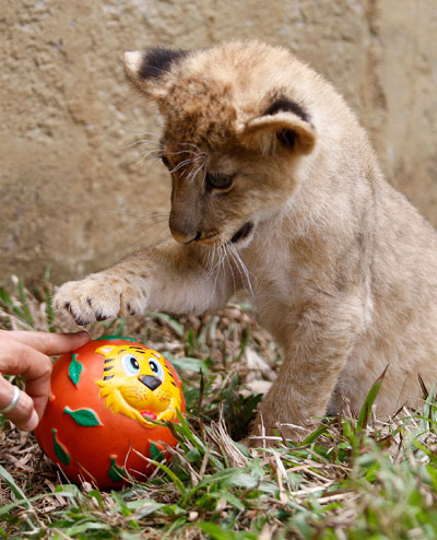 قصة مصورة : عامل حديقة يرضع شبلا صغيرا في حديقة حيوانات كولومبية
