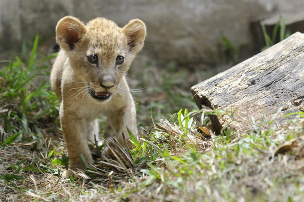 قصة مصورة : عامل حديقة يرضع شبلا صغيرا في حديقة حيوانات كولومبية