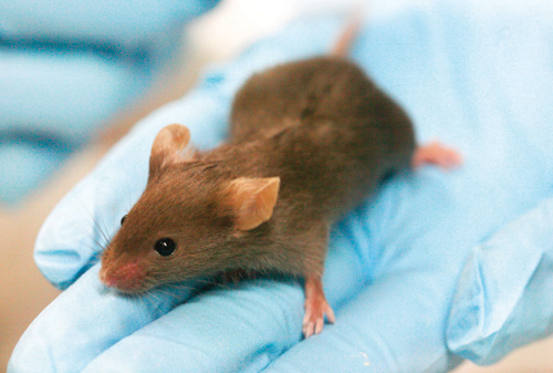 علماء: ذكور الفئران تجذب إناثها ببروتين في البول
