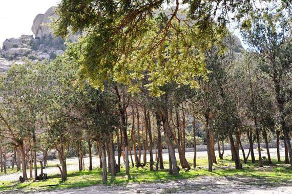 قصة مصورة : تنومة .. مدينة تعيش تحت الغابات وتشرب من شلال طبيعي