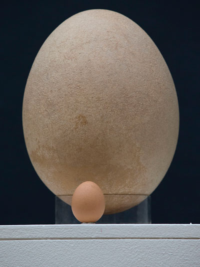 قصة مصورة : عرض بيضة طائر الفيل المنقرض بمزاد في لندن الشهر المقبل