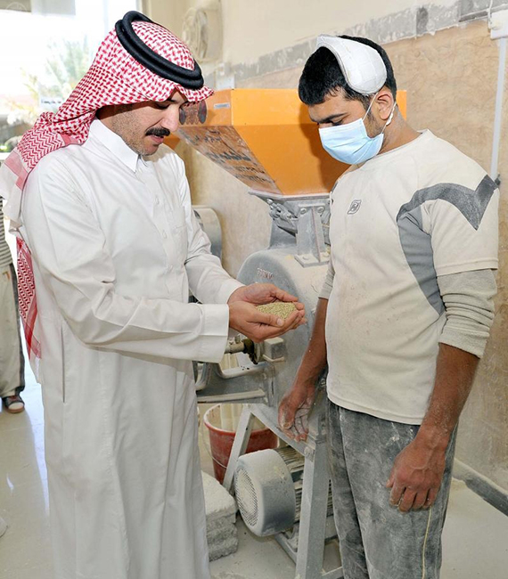 " دخن " الباحة .. منتج غني بالغذاء والدواء