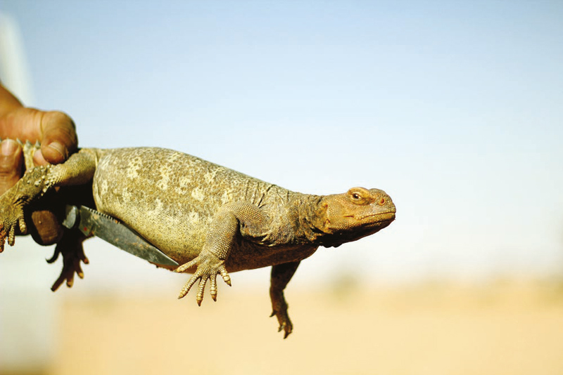 «الضب» مهدد بالانقراض من الصحراء السعودية