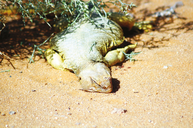 «الضب» مهدد بالانقراض من الصحراء السعودية