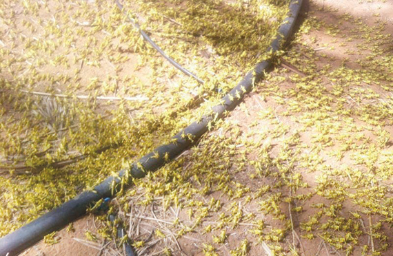 طائرة رش و9 فرق أرضية  لمكافحة أسراب الجراد