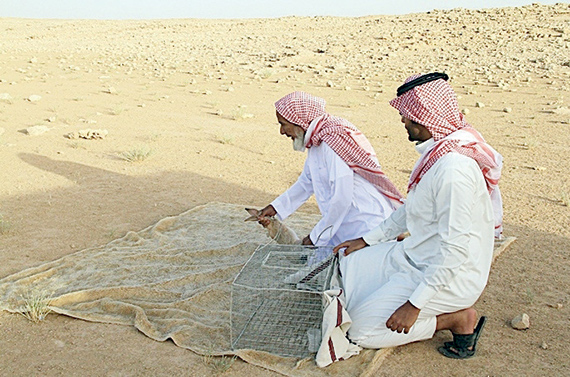 شاب يعيد أرانب برية إلى موطنها الأصلي في رفحاء