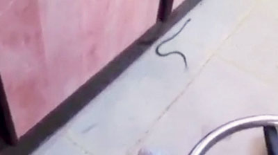 ثعابين ترعب طالبات طيبة .. والجامعة: إنها دودة الأرض