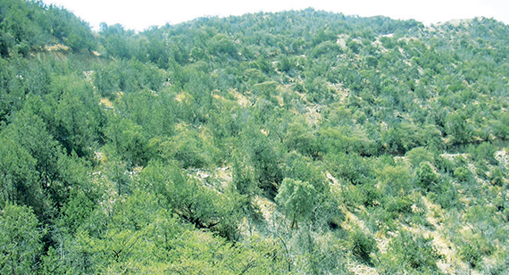 غابات ومتنزهات الباحة .. تجذب السياح