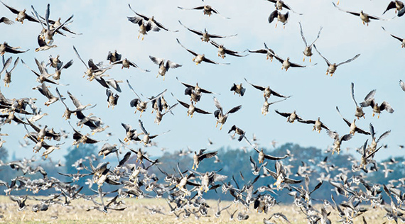 هولنديون يطورون سلالة من إنفلونزا الطيور لصنع لقاح