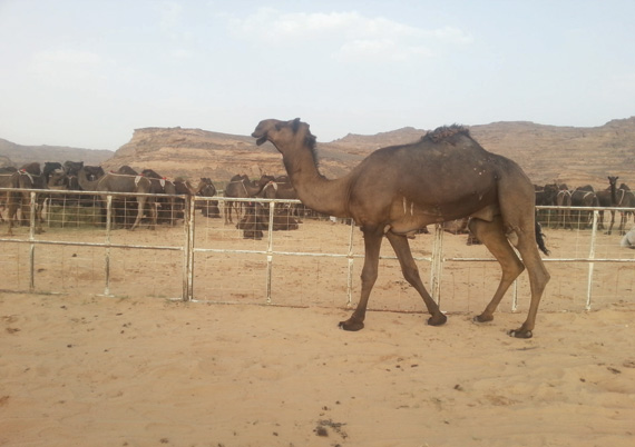 سلمنا «الصحة» نتائج مسوحات تكشف علاقة الجمال بـ «كورونا»