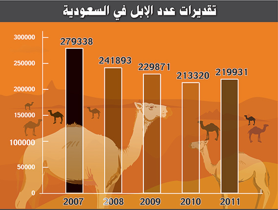 تقلص أعداد الإبل في السعودية 27 %