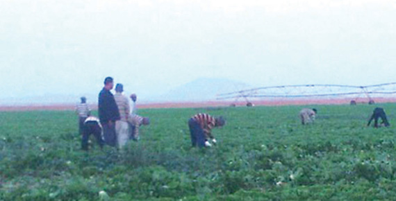 «العمل» تتجه لمنح المزارعين تأشيرات موسمية للعمالة