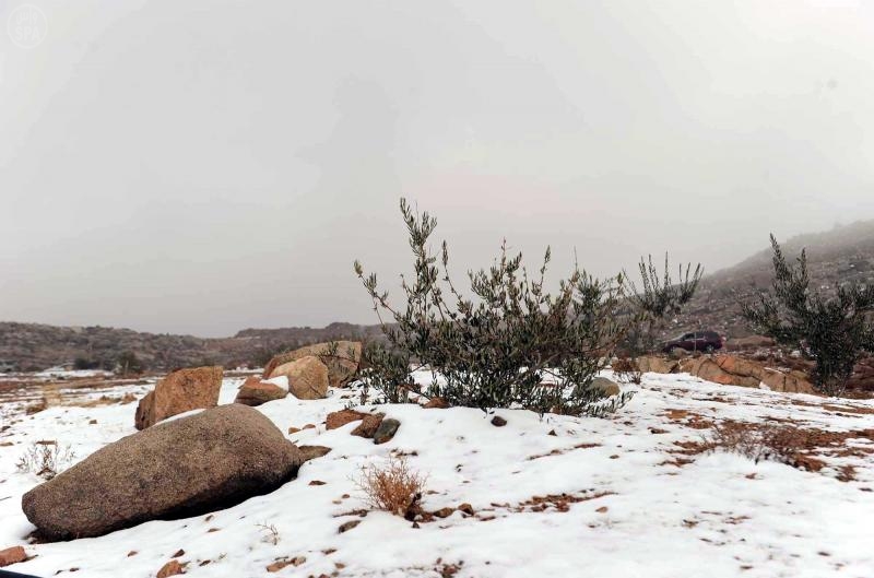 قصة مصورة: تساقط الثلوج على تبوك
