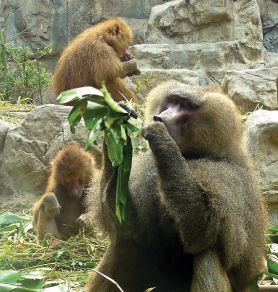 تعاون لمعالجة مشاكل استئناس القرود في الطائف