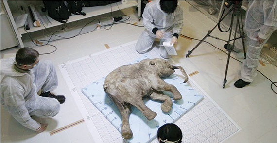 «ماموث» محفوظ في الثلوج منذ 40 ألف عام