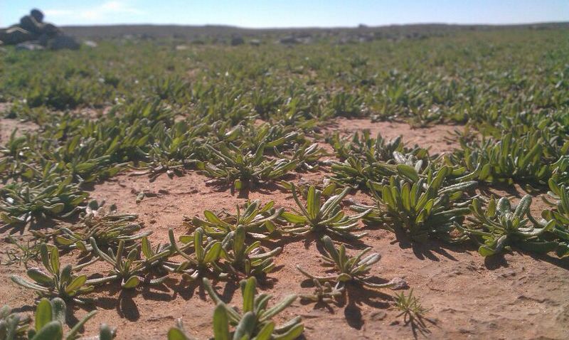 قصة مصورة: بعد المطر الربيع يغازل رفحاء