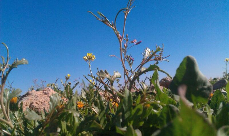 قصة مصورة: بعد المطر الربيع يغازل رفحاء