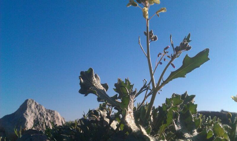 قصة مصورة: بعد المطر الربيع يغازل رفحاء