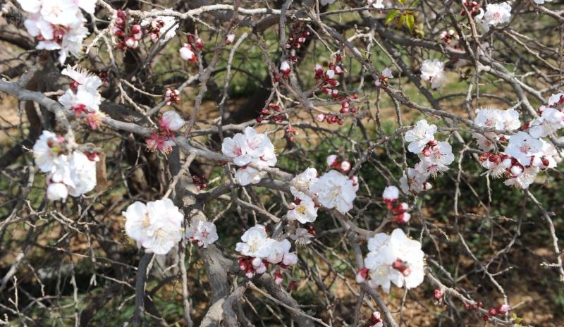 قصة مصورة: أشجار اللوز  تضفي الجمال على الجبال جنوب الطائف