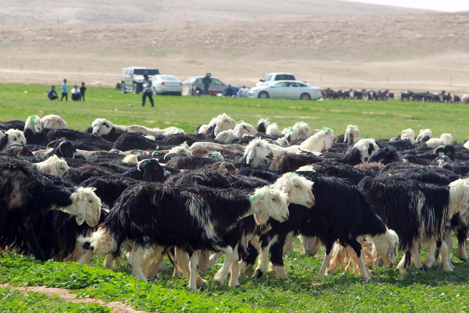 قصة مصورة: الأجواء الجميلة تجذب الأهالي للمتنزهات والشعاب