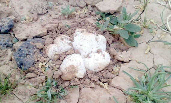 القبض على 4 آلاف شخص تجاوزوا الحدود بحثا عن الفقع