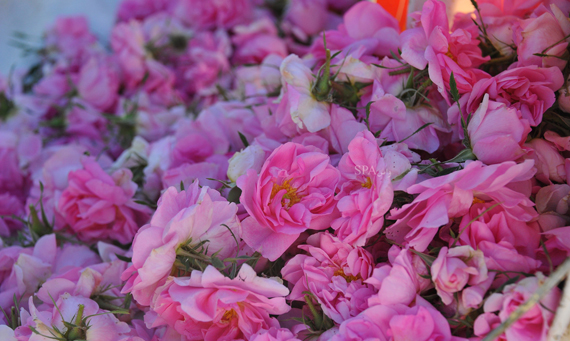 قصة مصورة : مزارع الطائف تفوح بعطر الورد