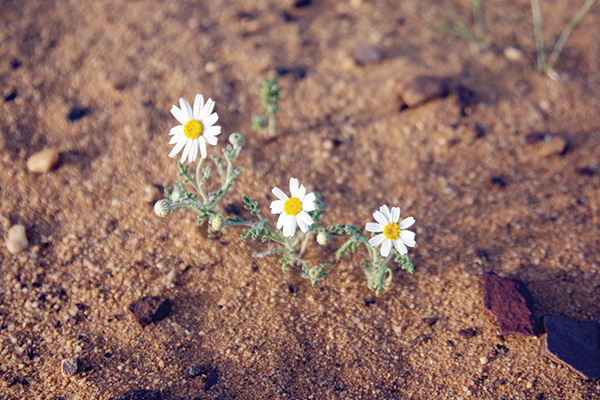 آثار الخريبة .. بين «مقابر الأسود» و«محلب الناقة»