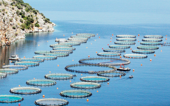 السعودية تعزّز استثمارات الاستزراع السمكي بـ 200 ترخيص