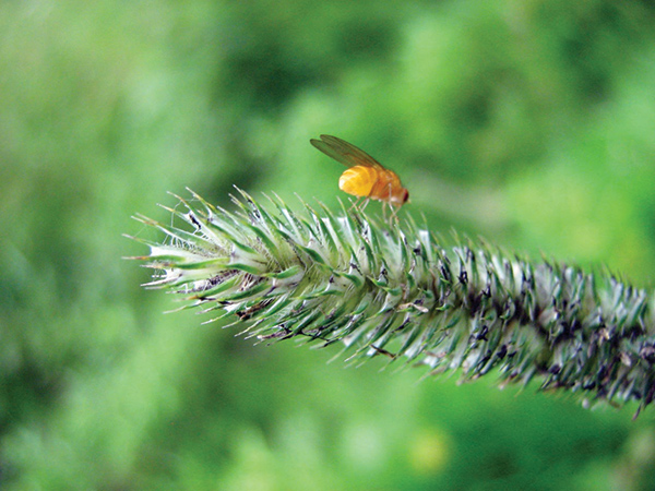 أطلس مخ «ذبابة الفاكهة».. طفرة هائلة في علم الأعصاب