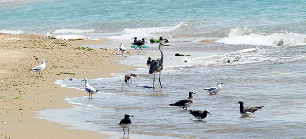 الطيور المهاجرة تحط رحالها على ضفاف سواحل تبوك