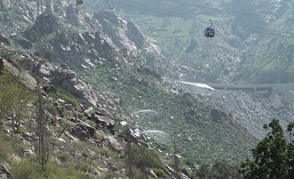 تشجير مليون متر مربع من جبل الهدا على 3 مراحل