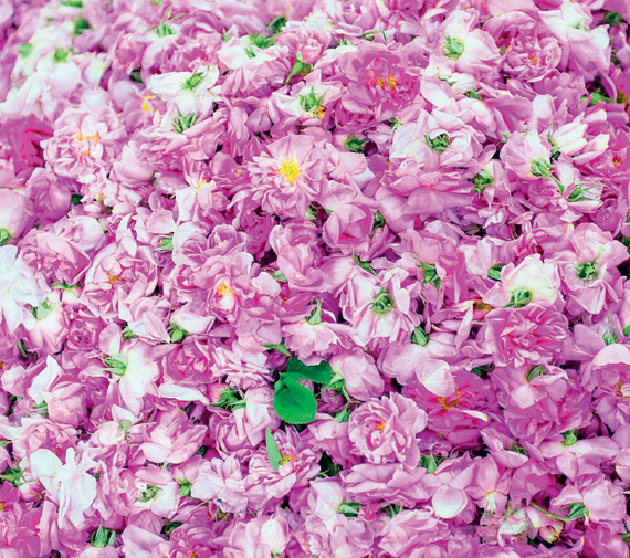 مدينة الورد و«العكاظيين» وقمم الجبال .. المشتى والمصيف