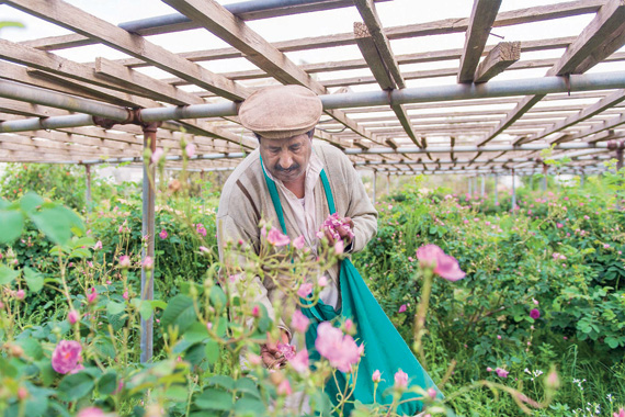 مدينة الورد و«العكاظيين» وقمم الجبال .. المشتى والمصيف