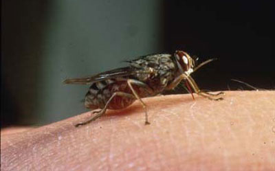 التسي تسي ذبابة Tsetse fly