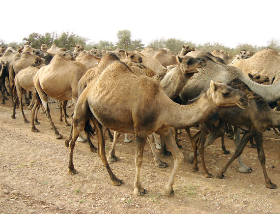 تجار وملاك: أسعار الإبل ستهوي إلى 50 % إذا ثبت نقلها لـ«كورونا»