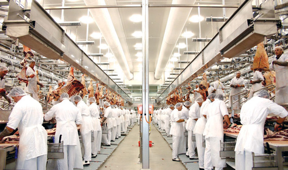 صعق غالبية اللحم الحلال في بريطانيا قبل الذبح