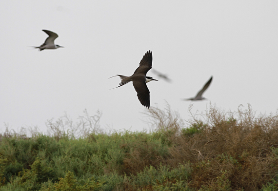 قصة مصورة : جزيرة "جانا" السعودية تحتضن 20 ألف طائر