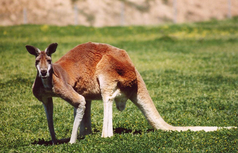 باحثون: حيوان الكنغر يستخدم ذيله كساق خامسة