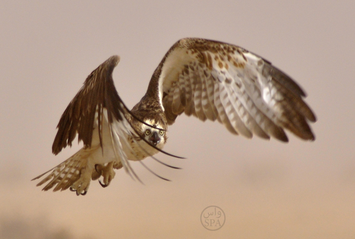 قصة مصورة : 380 نوعا من الطيور المهاجرة تلتقي على سواحل تبوك